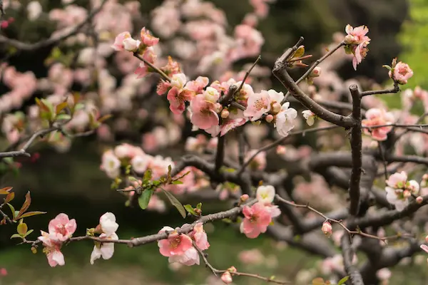 Pink blossoms (7)